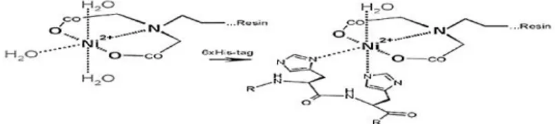 Şekil 2.3 : Histidin ve Ni-NTA birleşimini [82] 