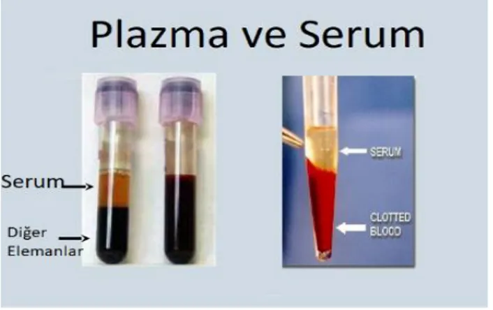 Şekil 3.2 : Plazma ve serum [82] 