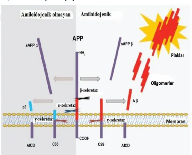 Şekil 3:APP’nin amilodojenik olmayan ve amiloidojenik yolakları ile kesilimi [32] 
