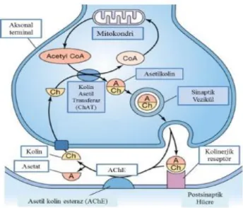 Şekil 5: Asetilkolin metabolizması 