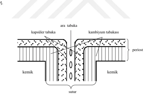 Şekil 2: Midpalatal Suturun Histolojik Tabakaları 