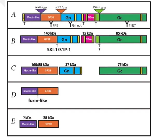 Fig. 1-6.  Proteolytic process of CCHFV M segment. A) M polyprotein domains are coloured yellow for  potential transmembrane domains; purple for mucin-like domain; orange for GP38;blue for Gn; pink for NSm  and green for Gc