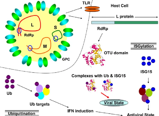 Fig. 1-7. OTU domain of CCHFV L protein deconjugates Ub and ISG-15 from cellular target 