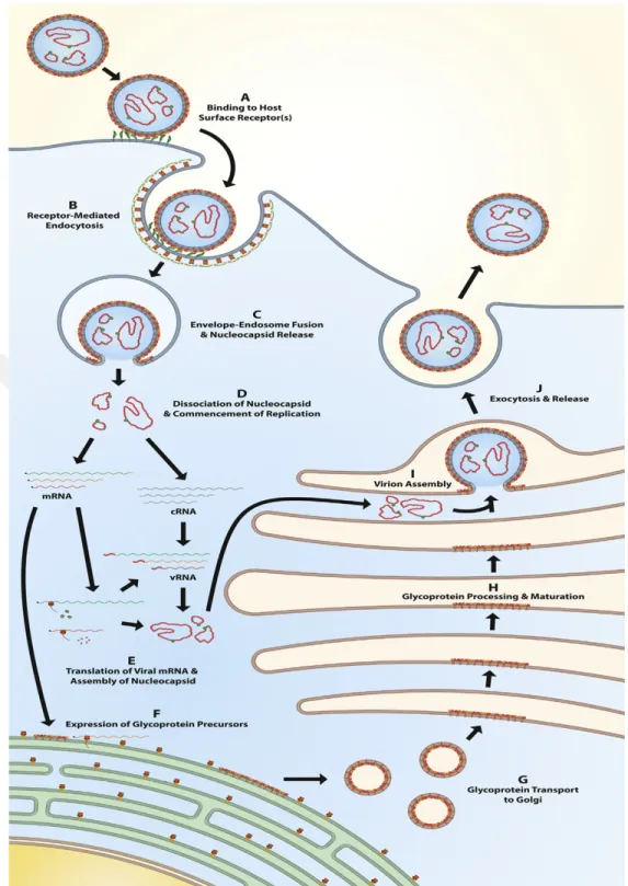 Fig.  1-9. Life cycle  of CCHFV.  A)Viral  attachment  to  surface  receptor  (unknown) B)  Internalization  through  clathrin-dependent, receptor-mediated endocytosis