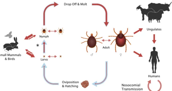 Fig. 1-11. Routes of transmisson for CCHFV during the life cycle of Hyalomma spp. ticks