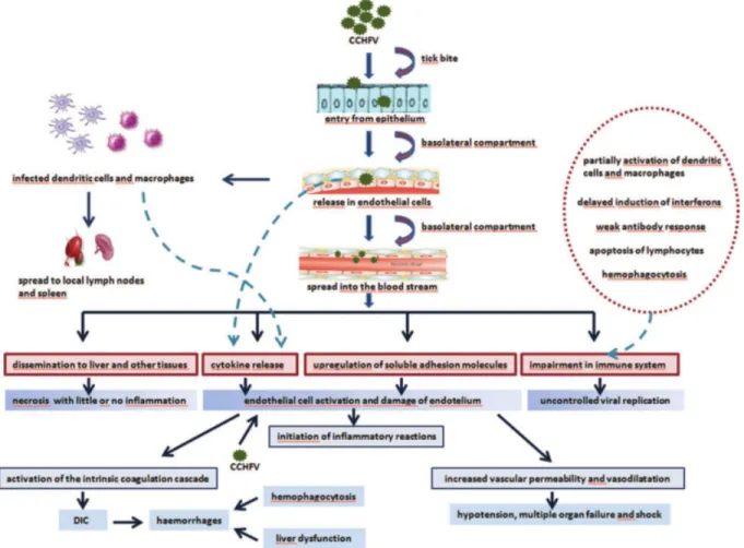 Fig. 1-12. Pathogenesis of CCHF. Endothelial cells are crossed over by CCHFV upon tick bite and are activated  either directly by the virus or indirectly by virus-induced soluble mediators