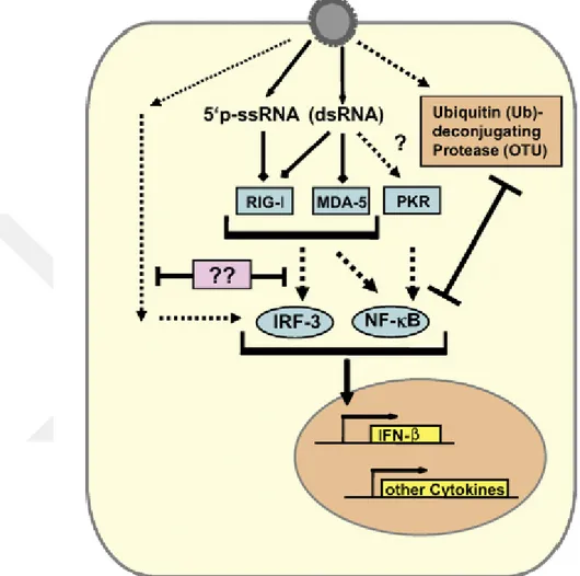 Fig. 1-13. Escape mechanism of CCHFV from  type I IFN response. The monophosphorylate 5’ ends of the  CCHFV ssRNA is recognized byRIG-I unlike other bunyaviruses