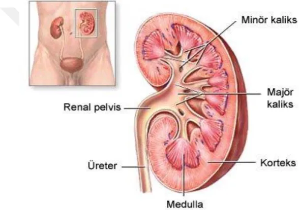 Şekil 1: Böbreğin Anatomik Yapısı [19]. 