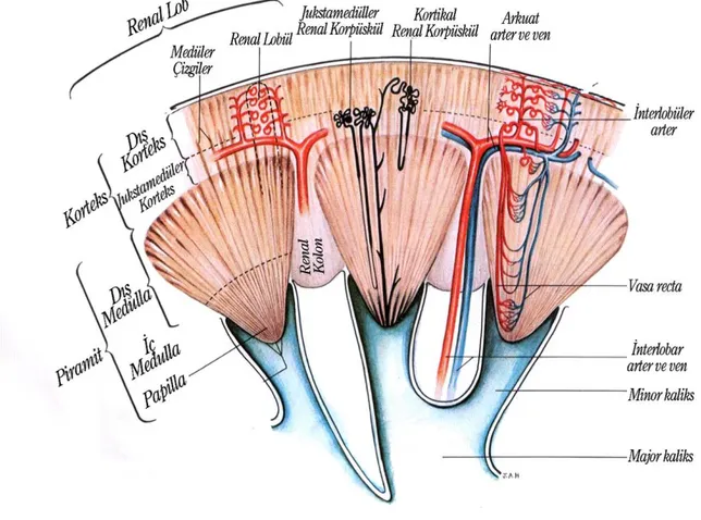 Şekil  3:  Böbrek  korteks  ve  medullasındaki  ana  yapılar,  kortikal  ve  jukstaglomerüler  nefronların  pozisyonu    (ortada) ve ana kan damarları (sağda) [22]