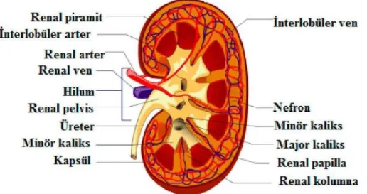 Şekil 4: Böbreğin Damarları [25]. 