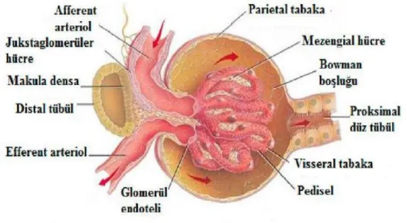 Şekil 5: Böbrek cismciği [28]. 