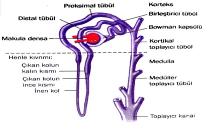 Şekil 6: Nefronun temel bölümleri [27]. 