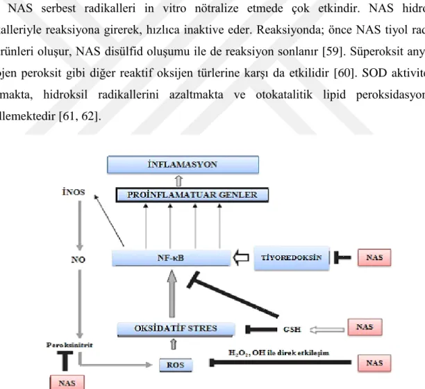 Şekil 10: NAS’ın olası etki mekanizmaları [63]. 