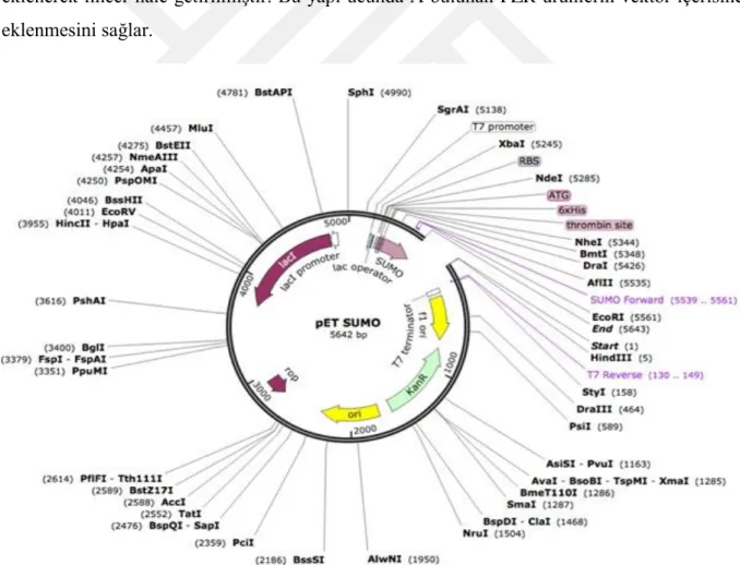 Şekil 5. pET-SUMO vektör haritası 