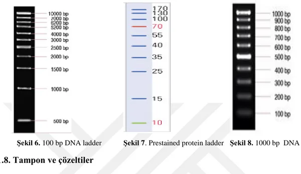 Şekil 6. 100 bp DNA ladder  Şekil 7. Prestained protein ladder  Şekil 8. 1000 bp  DNA ladder  3.1.8