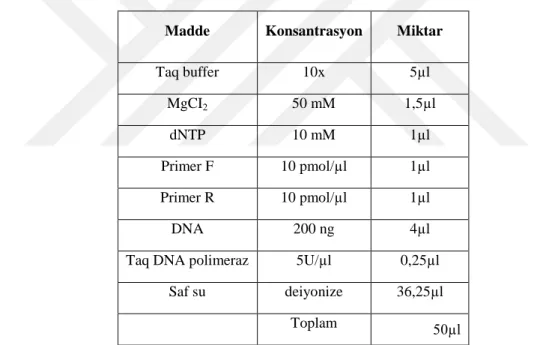 Tablo 7. Koloni PZR için kullanılan bileşenler