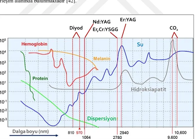 ġekil 2-6. Absorbsiyon spektrumu ve diĢ hekimliğinde kullanılan lazerlerin dalgaboyları 