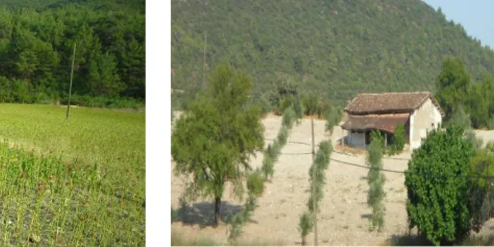 Foto 1: Tütün hasadı (Sakarkaya köyü)  Foto 2: Işıkköy’de zeytinliğe dönüştürülmüş, 