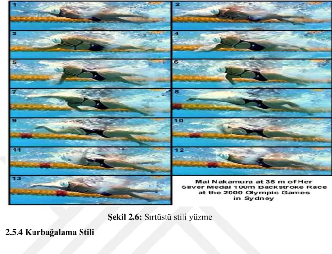 ġekil 2.6: Sırtüstü stili yüzme  2.5.4 Kurbağalama Stili 