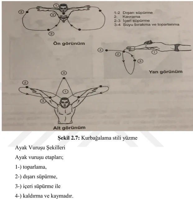 ġekil 2.7: Kurbağalama stili yüzme 