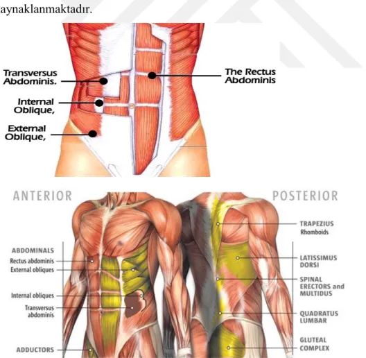 ġekil 2.9: Korun Anatomisi 