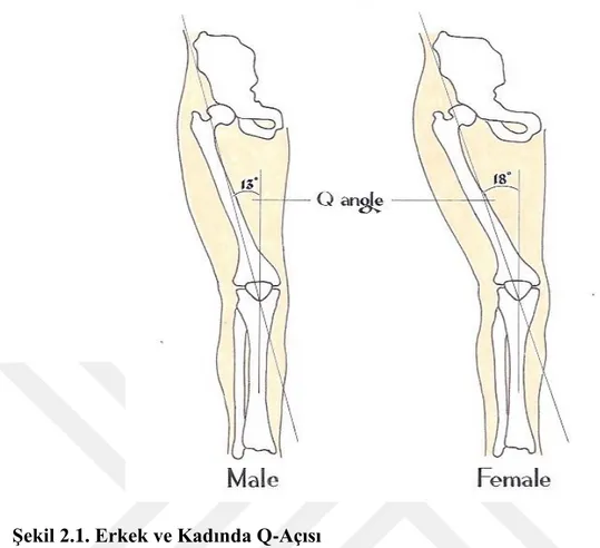 Şekil 2.1. Erkek ve Kadında Q-Açısı 