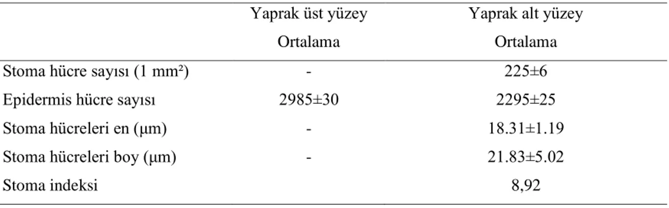 Çizelge 2. Uzunmusa çeşidinin yaprak üst ve alt yüzeylerinin stoma ve epidermis hücrelerinin özellikleri