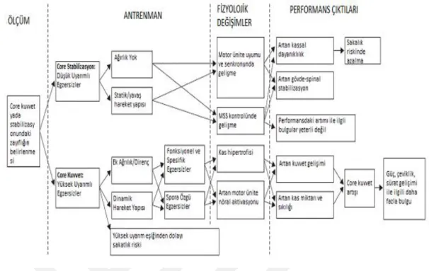Şekil 2.3. Core Antrenman ve Potansiyel Performans Verimi  Core Stabilizasyon; 