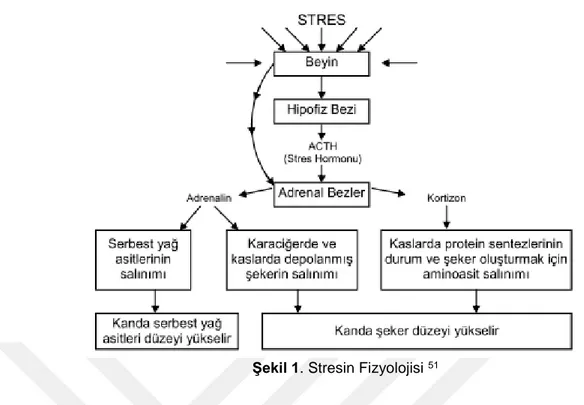 Şekil 1. Stresin Fizyolojisi  51