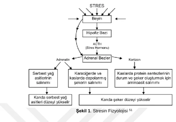 Şekil 1. Stresin Fizyolojisi  51