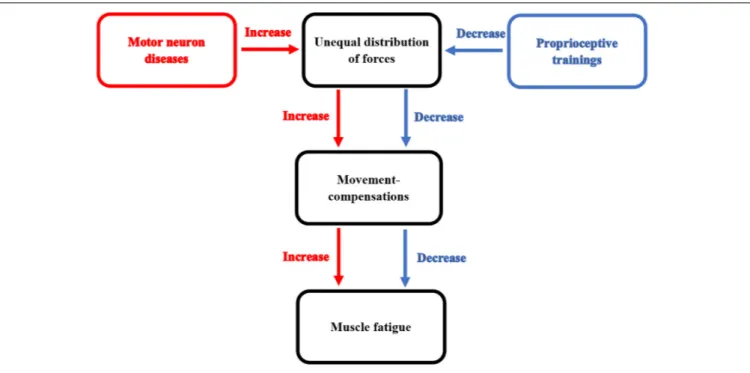 FIGURE 2 | This diagram illustrates the effect of proprioceptive training on decreasing movement-compensations responsible for increasing the occurrence of muscle fatigue in patients with MNDs.