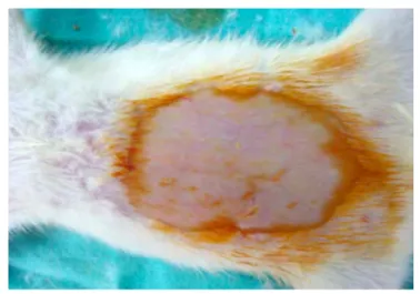 Figure 1. Shaved and cleansed abdominal wall.