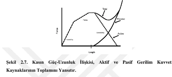 Şekil  2.7.  Kasın  Güç-Uzunluk  İlişkisi,  Aktif  ve  Pasif  Gerilim  Kuvvet  Kaynaklarının Toplamını Yansıtır