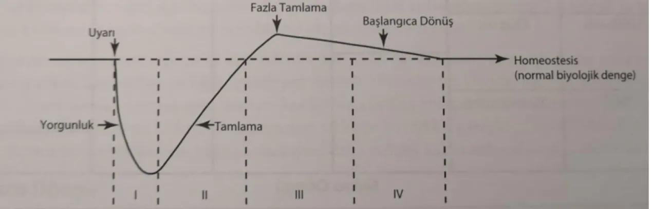 Şekil 2. 1. Fazla Tamlama Döngüsü 