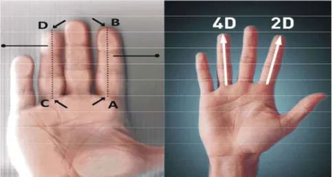 Fig. 1: Measurement of length of index finger (2d) and ring finger (4d) Table 1: Statistical breakdown of all participating athletes 