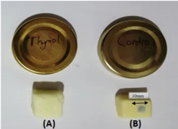 Fig. 6. Surface-coated with TLNs (A) and control (uncoated) cheese cubes (B).