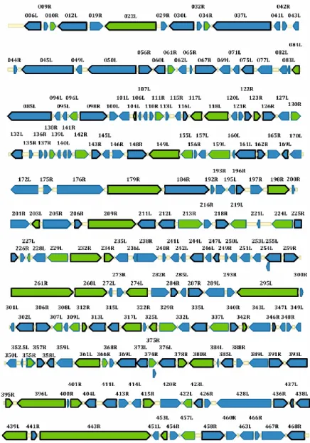 Figure 4. IIV-6 linear genomic map presenting virion and viral proteins identified in infected cells 