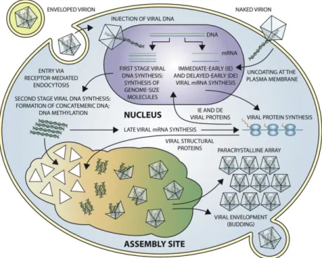 Figure 6. Schematic representation of iridoviral replication. This figure was obtained from the 10th  report of ICTV with permission [1,2]