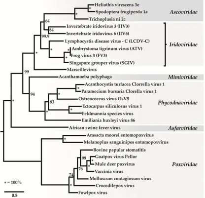 Figure 1. Phylogenetic relationships of iridovirids with other nucleocytoplasmic large DNA viruses  A maximum-likelihood tree constructed based on concatenated alignments of 1849 positions of five  NCLDV  core  proteins:  A1L/VLTF2  transcription  factor, 