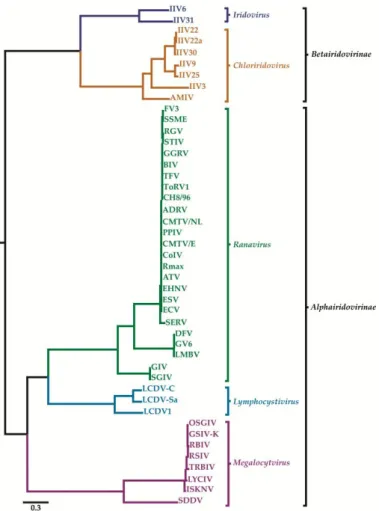 Figure 2. ML analysis based on 26 core genes conserved among all members of the family Iridoviridae 