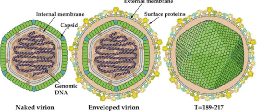 Figure  3.  Graphical  representation  of  the  iridovirid  structure  [73].  Source:  ViralZone: 