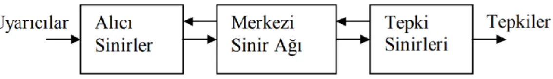 Şekil 2.1. Biyolojik Sinir Sisteminin Blok Gösterimi 