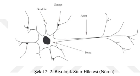 Şekil 2. 2. Biyolojik Sinir Hücresi (Nöron) 
