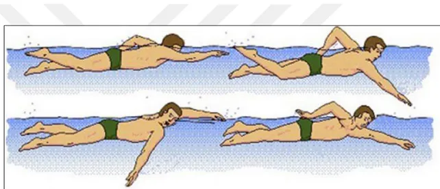 ġekil 2.2. Serbest yüzme tekniği (Alemdar 2007).  2.8.2 Sırt Üstü Yüzme Tekniği 