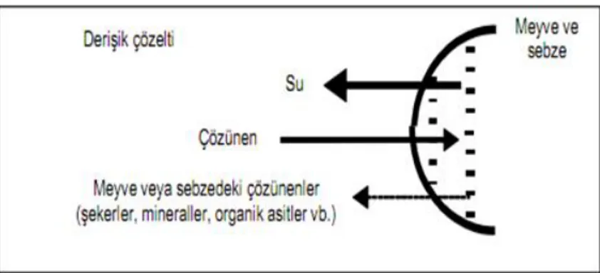 Şekil 2.3 Ozmotik kurutma sırasında oluşan kütle aktarımının şematik gösterimi [38] 