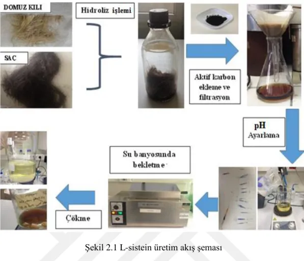 Şekil 2.1 L-sistein üretim akış şeması 