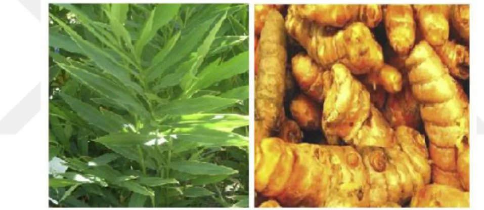 Şekil 2.1 Curcuma longa bitkisi ve rizomları [23] 