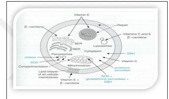 Şekil 2.2 Bazı  antioksidanların  hücre organellerine etkisi [92]  Antioksidanlar dört ayrı şekilde etki ederler