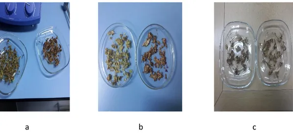 Şekil 3.7 Kurutma işleminden sonra sırasıyla;  taze hıyar ve turşu (a)  taze fasülye ve  turşu (b) taze lahana ve turşu (c) örneklerinin görünümü 