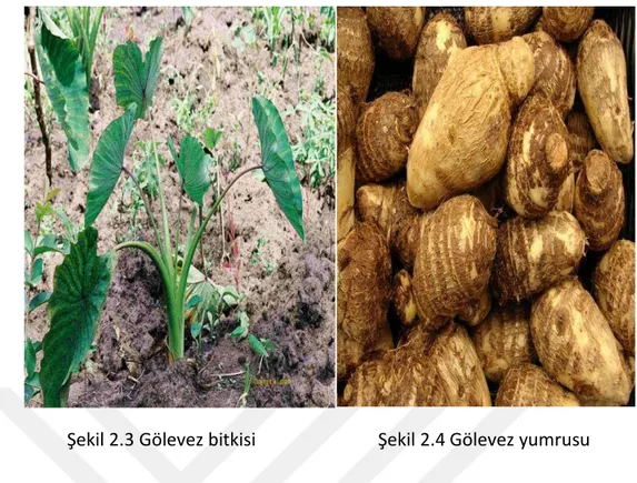 Şekil 2.3 Gölevez bitkisi                           Şekil 2.4 Gölevez yumrusu 